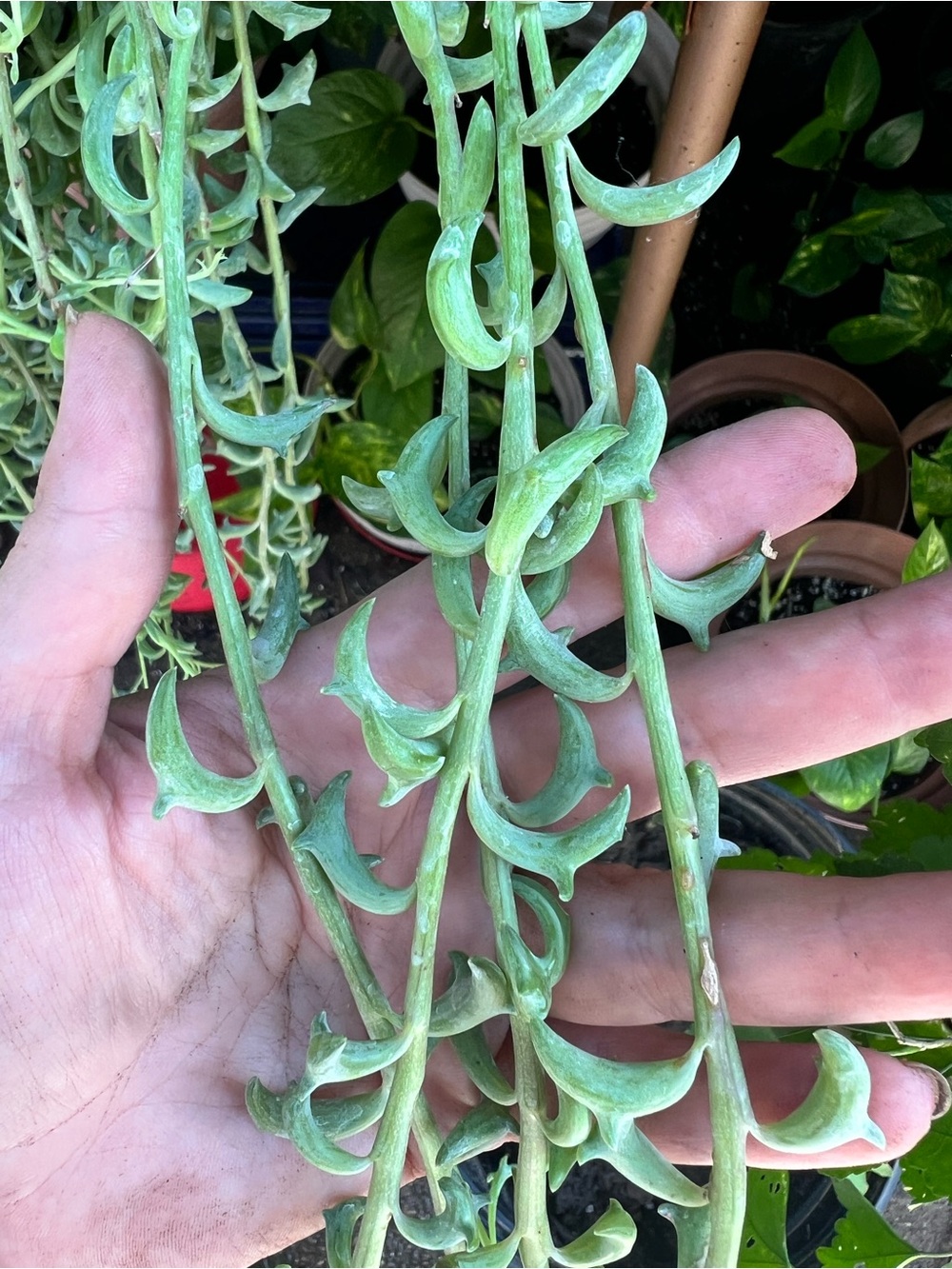 String of Dolphins 3 cuttings Unrooted